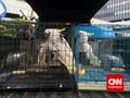 Istri Gus Dur Serahkan Kakatua Jambul Peliharaannya