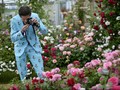 Chelsea Flower Show Pikat Ratu Inggris Sampai Kate Middleton
