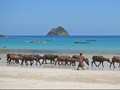 Pasar Pancingan Hadir Kembali dengan Edisi #LombokBangkit
