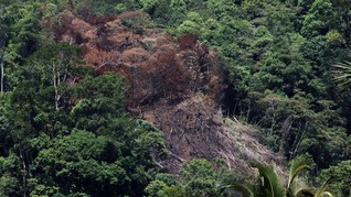 Korindo Bantah 'Menggunduli' Hutan Papua