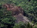 Korindo Bantah 'Menggunduli' Hutan Papua