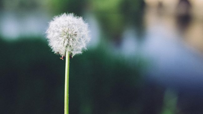 7 Manfaat  Teh Dandelion  Cegah Obesitas Hingga Diabetes