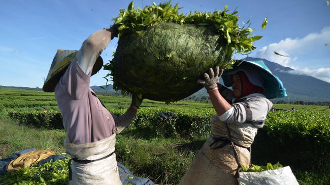 Holding Perkebunan Incar Penjualan Rp48,7 Triliun di 2018