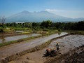 Areal Sawah Terus Menyusut, Kementan: Tunggu Saja Kehancuran