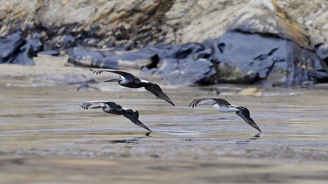 21++ Gambar burung yang terkena tumpahan minyak di lautan terupdate