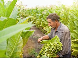 Petani Tembakau Khawatir Aturan Ini Bisa Bikin Penurunan Harga