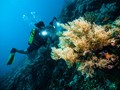'Beli' Wakatobi, Dapat Buton dan Sulawesi Tenggara