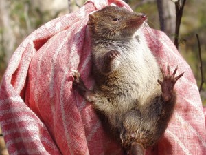 Ilmuwan Temukan Marsupial Baru dari Fosil, Tak Sempat Terlihat karena Punah