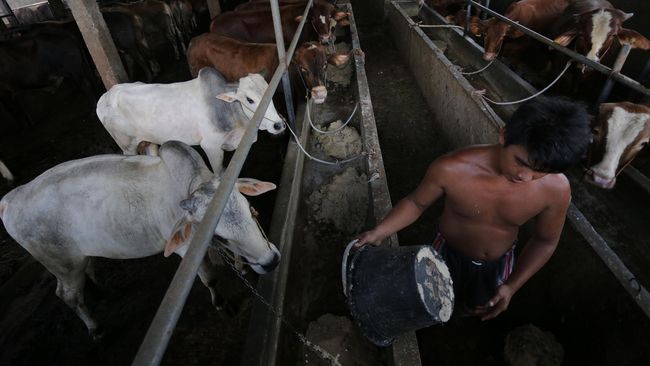 Kadin: Kebijakan Impor Tak Efektif Tekan Harga Daging Sapi