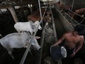 Kadin: Kebijakan Impor Tak Efektif Tekan Harga Daging Sapi