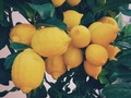 Bukan Uang, Lemon Jadi Simbol Orang Kaya di Roma