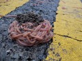 Cacing Juga Bermunculan di Texas, Berbaris di Jalan Tol