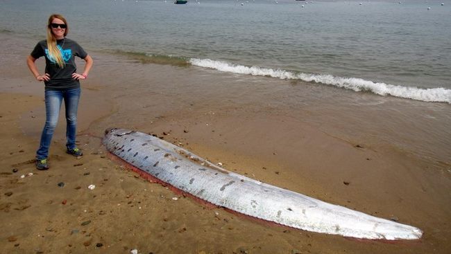 Monster dari Laut Dalam Terdampar di Pantai