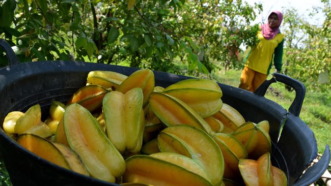 Manfaat Belimbing: Cegah Hipertensi hingga Buat Kulit Glowing