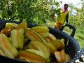 Manfaat Belimbing: Cegah Hipertensi hingga Buat Kulit Glowing