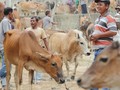 Kewajiban Impor Sapi Indukan Solusi Atas Impor Daging Sapi