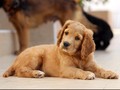 Tabrak Anjing, Sopir Lamborghini Dapat Ganti Rugi Rp95 Juta