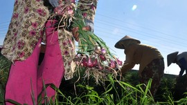 Memonitor Bawang Merah dengan Gadget
