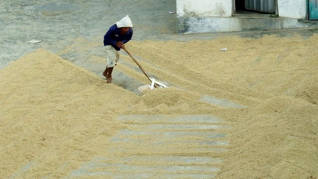Produksi Padi 2015 Tertinggi dalam 10 Tahun Terakhir