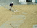 Produksi Padi, Jagung, dan Kedelai Diramalkan Naik Tahun Ini