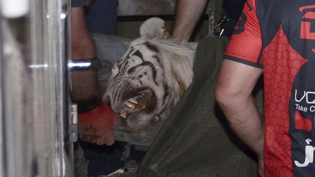 Lepas dari Kebun Binatang Saat Banjir, Harimau Dibunuh