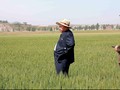 Kekeringan, Warga Korut Terancam Makan Rumput Lagi