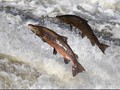 Salmon yang Anda Santap Mungkin Alami Depresi