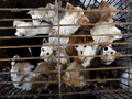 Ribuan Anjing dan Kucing Disantap di Festival Kota Yulin