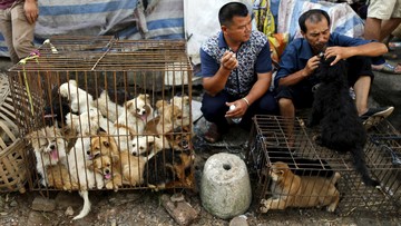 Pahlawan Wanita Muncul Di Festival Daging Anjing Di China