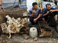 Pahlawan Wanita Muncul di Festival Daging Anjing di China