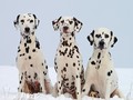 7 Hotel Ramah Anjing di Asia