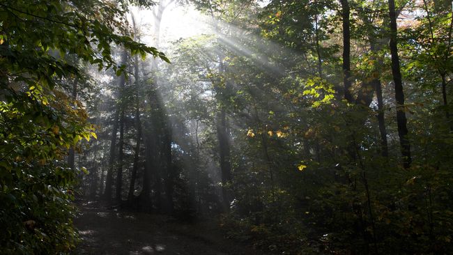 Tiga Negara Turun Tangan Membangun Hutan Kalimantan