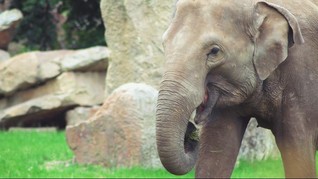 Anak 7 Tahun Tewas Dilempar Batu oleh Gajah
