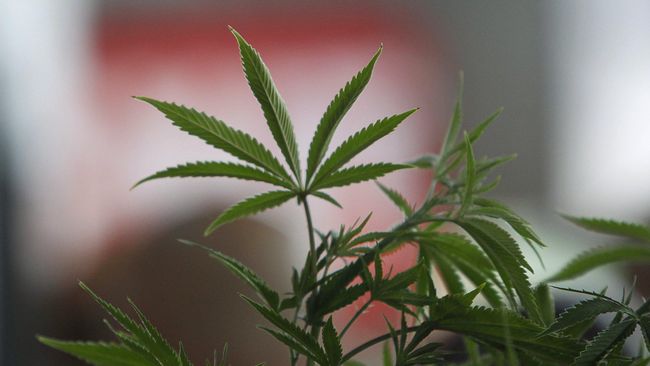Thailand Distribusikan Ganja Medis untuk Pertama Kali