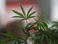 Thailand Distribusikan Ganja Medis untuk Pertama Kali