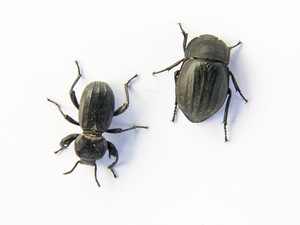 Pronotum pada Serangga Fungsinya untuk Apa?