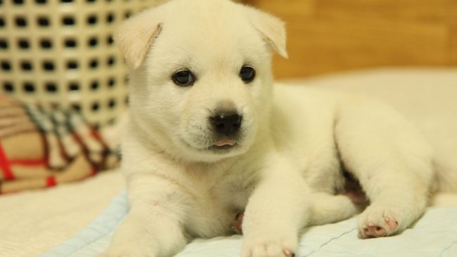 Satu Dari Empat Anjing Peserta Kompetisi Di Dunia Kegemukan