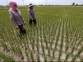 BKPM Kantongi Komitmen Investasi Pertanian Rp 56 Triliun