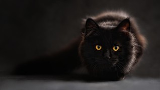 Polisi Periksa 4 Pemuda Cekoki Kucing dengan Ciu