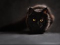 Polisi Periksa 4 Pemuda Cekoki Kucing dengan Ciu