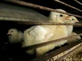 KPPU Ancam Cabut Usaha 12 Perusahaan Ayam Terduga Kartel