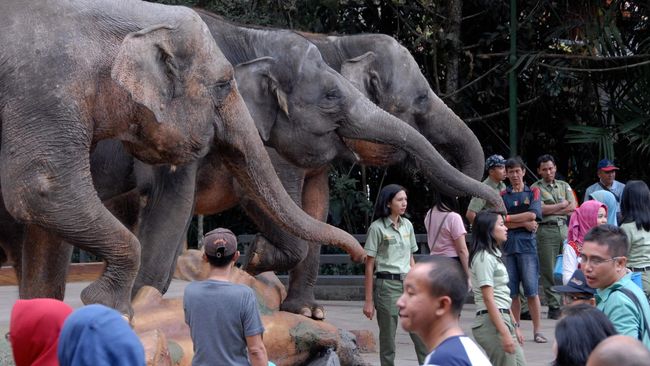 Kenekatan Turis Timur Tengah Di Taman Safari Cisarua