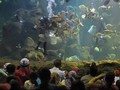 Bakal Ada Akuarium Raksasa di Teluk Kendari