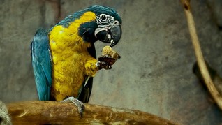 Cerita Unik Budak Budak Burung Lovebird