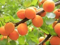Cara Membedakan Buah Persik dan Nektarin