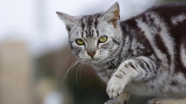 Kisah Louie, Kucing Buta yang Jadi Selebgram