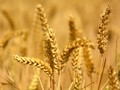 Diet Bebas Gluten Masih Banyak Disalahartikan