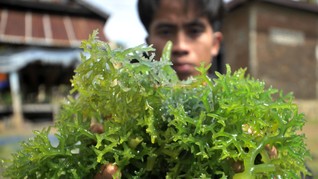 Peneliti Temukan 88 Spesies Rumput Laut NTB