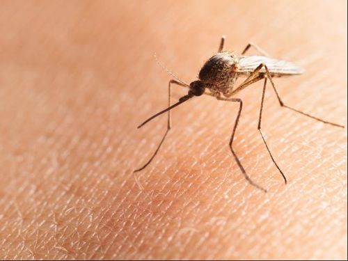 Ilmuwan Sebut Malaria Super yang Kebal Obat Mengancam Asia Tenggara Ilmuwan Sebut Malaria Super yang Kebal Obat Mengancam Asia Tenggara