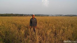 Kekeringan Tahun Ini Berpotensi Lebih Parah Dibanding 1997